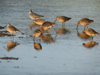 long-billed dowitcher