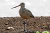 marbled godwit