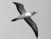 masked booby