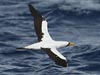 masked booby