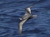 mottled petrel