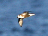 mottled petrel