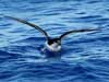 newell's shearwater