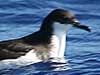 newell's shearwater