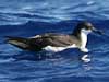 newell's shearwater