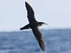 newell's shearwater