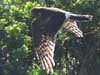 northern harrier