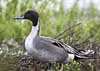 northern pintail