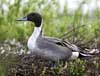 northern pintail