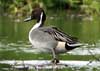northern pintail