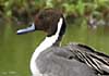 northern pintail