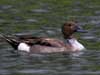 northern pintail