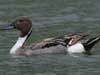 northern pintail