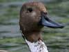 northern pintail