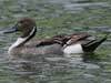 northern pintail