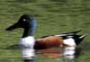 northern shoveler