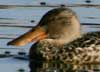 northern shoveler