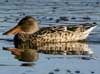 northern shoveler