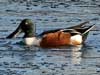 northern shoveler