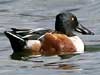 northern shoveler