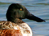 northern shoveler