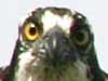 osprey photo