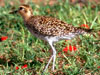pacific golden plover
