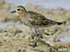 pacific golden plover