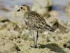 pacific golden plover