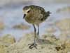pacific golden plover