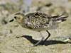 pacific golden plover