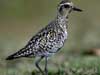 pacific golden plover