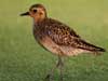 pacific golden plover