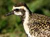 pacific golden plover