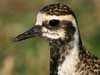 pacific golden plover