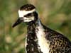 pacific golden plover