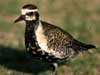 pacific golden plover
