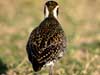 pacific golden plover