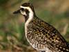 pacific golden plover