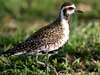 pacific golden plover