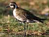 pacific golden plover