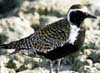 pacific golden plover