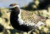 pacific golden plover