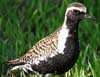 pacific golden plover