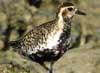 pacific golden plover
