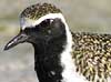 pacific golden plover