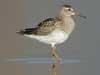 pectoral sandpiper