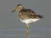 pectoral sandpiper