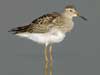 pectoral sandpiper