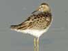 pectoral sandpiper